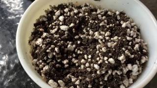 Trying A New Common Soil Mix For Growing Lithops In Part 1 [upl. by Togram]