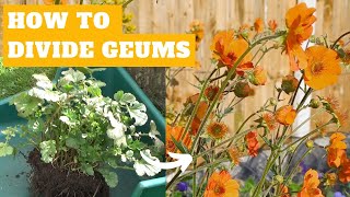 How to Divide Propagate Geums  Dividing Geums  Propagating Avens  Perennial Flowers [upl. by Jaunita]