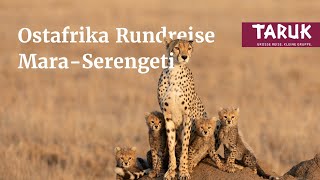 Tansania KeniaReise Mara Serengeti  einmalige Tiererlebnisse amp Afrika mit allen Sinnen  Kurzfilm [upl. by Ligetti386]