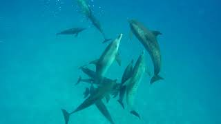 Aggressive Behavior of Wild Spotted Dolphins [upl. by Nairrad870]