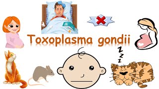 شرح Toxoplasma gondii [upl. by Cordula863]