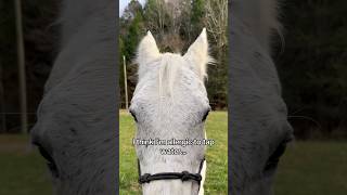 Her mane vs her forelock equestrian horse animals [upl. by Symer]