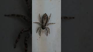 Gray Wall Jumper spider [upl. by Alegre]