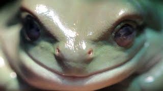 True Facts About The Frog [upl. by Zeena]