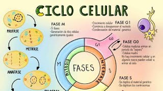 Explicacion del Ciclo Celular los Cromosomas y la Mitosis [upl. by Ennahs]