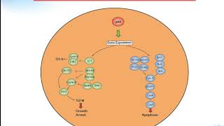 P53 signaling pathway Creative Diagnostics [upl. by Eceirahs503]