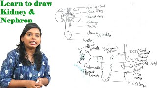 How to draw well labelled diagram of Human Excretory System  Kidney and Nephron  by Neha maam [upl. by Danczyk299]