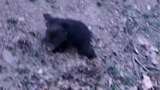 black bear cub crying [upl. by Canter]