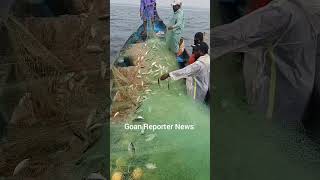 Goan Reporter Bumper catch of Mackerel Fish Bangdo near Baga beach for Anthony amp his Team [upl. by Samuele]