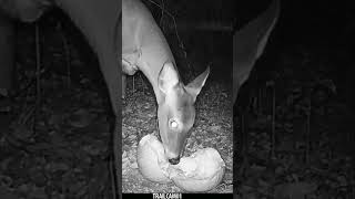 Deer chows down on a festive Halloween Pumpkin Treat wildlife trailcam halloween whitetaildeer [upl. by Nedyrb]