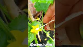 How To Hand Pollinate Cucumber Plants For Maximum Yield  Garden Tip [upl. by Alletneuq]