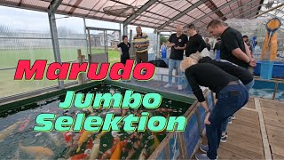 Jumbo Selektion auf der Marudo Koi Farm [upl. by Dlonyer708]