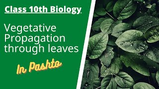 Vegetative Propagation through leaves  Pashto  Home of biology [upl. by Damara452]