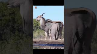 giant eland world largest antelope  by life fact explain facts shorts factshorts [upl. by Nivram]