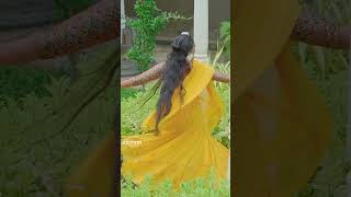 Opada ඔපදා Dance Cover  Damithri Subasinghe virashproduction dance kanchanaanuradhi opada [upl. by Ailerua212]