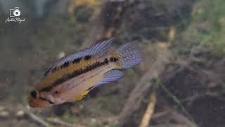 WC Apistogramma sp quotPuerto Moronaquot she is taking care of a spawn [upl. by Avlis]