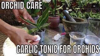 How to Save your orchids with a Garlic Tonic [upl. by Atnahsa]