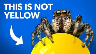 What Jumping Spiders Teach Us About Color [upl. by Lang897]