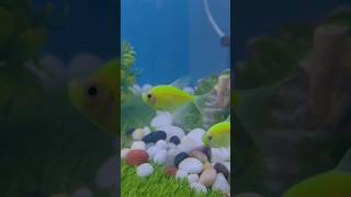 My Cute Tetras♥️ fish fishaquarium tetras [upl. by Yeniffit]