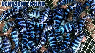 DEMASONI CICHLID FISH NETTING [upl. by Zennie]