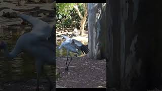 Bouncing Grumpy Brolga Bird [upl. by Atiuqiram129]