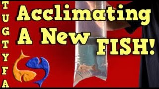 Acclimating New Fish Into Your Aquarium The Ultimate Guide To Your First Aquarium Part 7 [upl. by Adigun]