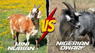 Mini Nubian Goats vs Nigerian Dwarf  A Complete Comparison for Dairy Lovers [upl. by Koziarz]