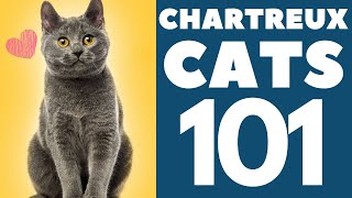 The Chartreux Cat 101  Breed amp Personality [upl. by Torbart]