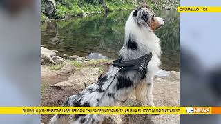 Grumello Cr pensione lager per cani chiusa definitivamente Abusiva e luogo di maltrattamenti [upl. by Agnes]