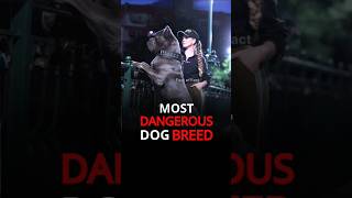 Most Dangerous Dog Breeds in the World  dog shorts dangerous factoffact [upl. by Acsisnarf608]