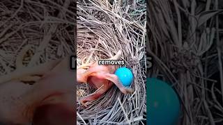 The Cuckoos Egg The Sneaky Trick You Won’t Believe [upl. by Ettenna]