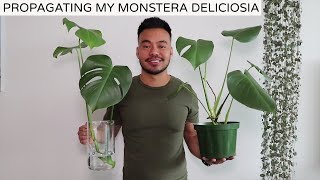 Propagating My Monstera Deliciosa  Houseplant Update Spring 2019 [upl. by Odie]