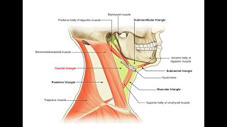 Mnemonics to remember contents of the Carotid triangle [upl. by Dixon]