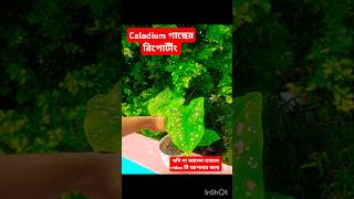 আজ করলাম Caladium গাছের রিপোর্টীং।riport plants gardenankushplantscaladiumviralshortminivlog [upl. by Millisent142]