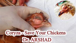 CORYZA in Chickens  Coryza Causes Signs Symptoms Prevention and Treatment  Dr ARSHAD [upl. by Ahsille]