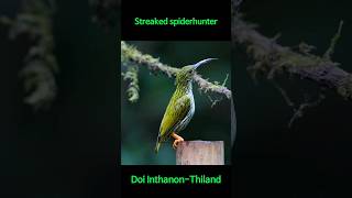 Streaked spiderhunterBirdwatching in Thailand Doi InthanonThiland [upl. by Doowron]