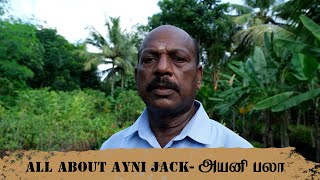 ALL ABOUT AYNI JACK  அயனி பலா [upl. by Eam]