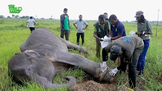 Animals faith in Humanity  Freeing a giant elephant from a Cable Trick [upl. by Angelle]