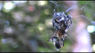 Darwins bark spider catches big wasp [upl. by Aleac50]