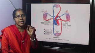 Lecture On Circulation Pulmonary Systemic amp portal circulation [upl. by Dambro]