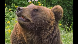 Brown Bear Impaled With Ice Ax By Clint Adams [upl. by Krantz]