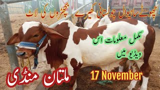 Multan Cow mandi  Small sahiwal cholistani kharay bachron ki Laat  17112024 [upl. by Yztim]