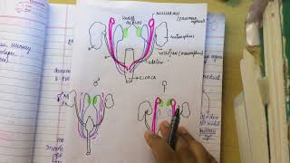 MULLERIAN DUCT ANOMALIES made ridiculously simplepart 1 embryology [upl. by Aremus617]