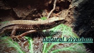 Japanese natural vivariumJapanese tree frogs Japanese grass lizards [upl. by Petta65]