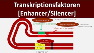 Transkriptionsfaktoren  Enhancer  Silencer Genregulation Eukaryoten  Biologie Oberstufe [upl. by Animehliw]