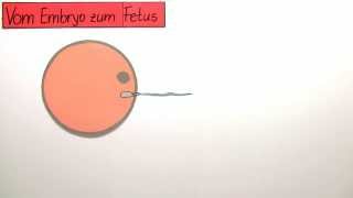 Vom Embryo zum Fetus  vorgeburtliche Entwicklung  Biologie  Humanbiologie [upl. by Hervey]