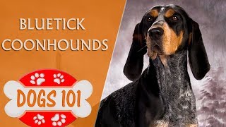 Dogs 101  Bluetick Coonhounds  Top Dog Facts About the Bluetick Coonhounds [upl. by Aicilaana]