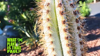 Pilosocereus Azureus  BLUE TORCH CACTUS  STUNNING Blue Cactus That Gets BLUER with AGE [upl. by Fulbright]