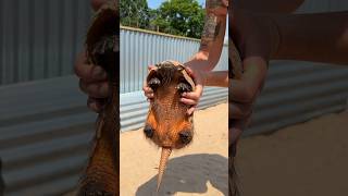 Meet these two cuties 🥰 at The Meadows Wildlife Park armadillo caerphilly wales animals [upl. by Gnap]