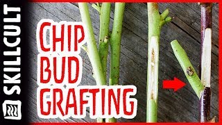 Easy Summer Chip Bud Grafting W Mark Albert Fruit Tree Graft Demonstration [upl. by Vidal]